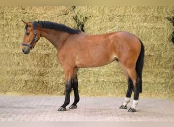 Belgian Warmblood, Mare, 3 years, 16 hh, Bay