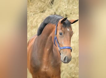 Belgian Warmblood, Mare, 3 years, 16 hh, Bay