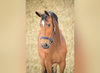 Belgian Warmblood, Mare, 3 years, 16 hh, Bay