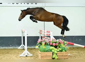 Belgian Warmblood, Mare, 3 years, 16 hh, Bay
