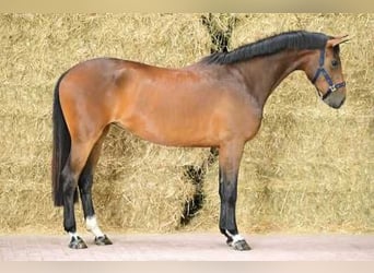 Belgian Warmblood, Mare, 3 years, 16 hh, Bay
