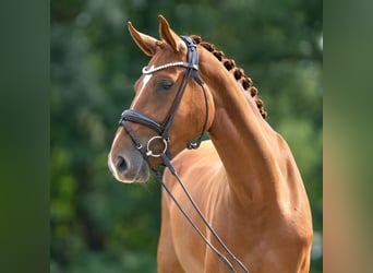 Belgian Warmblood, Mare, 3 years, 16 hh, Chestnut-Red