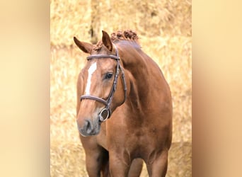 Belgian Warmblood, Mare, 3 years, 16 hh