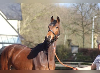 Belgian Warmblood, Mare, 3 years, 16,1 hh, Brown