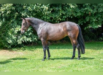 Belgian Warmblood, Mare, 3 years, Bay-Dark