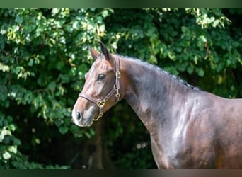 Belgian Warmblood, Mare, 3 years, Bay-Dark