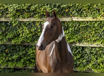 Belgian Warmblood, Mare, 3 years, Pinto