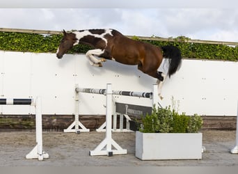 Belgian Warmblood, Mare, 3 years, Pinto
