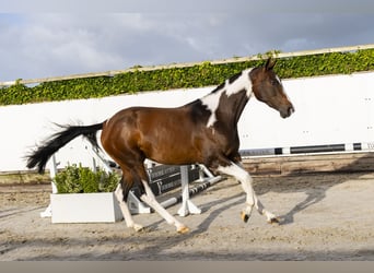 Belgian Warmblood, Mare, 3 years, Pinto