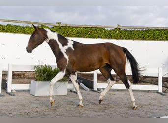 Belgian Warmblood, Mare, 3 years, Pinto