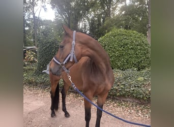 Belgian Warmblood, Mare, 4 years, 15.2 hh, Bay-Dark