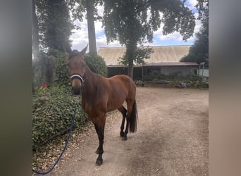 Belgian Warmblood, Mare, 4 years, 15.2 hh, Bay-Dark