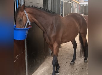 Belgian Warmblood, Mare, 4 years, 15.2 hh, Bay-Dark