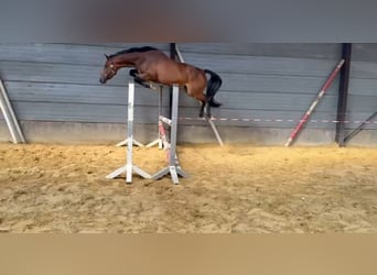 Belgian Warmblood, Mare, 4 years, 15.2 hh, Bay-Dark