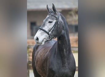 Belgian Warmblood, Mare, 4 years, 15.3 hh, Bay-Dark