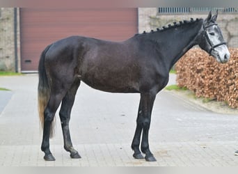 Belgian Warmblood, Mare, 4 years, 15.3 hh, Bay-Dark