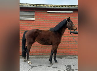 Belgian Warmblood, Mare, 4 years, 15,3 hh, Brown