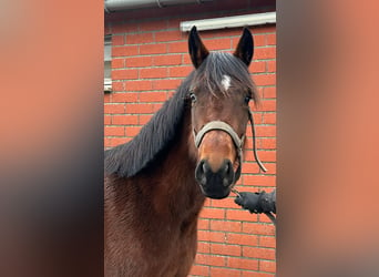 Belgian Warmblood, Mare, 4 years, 15,3 hh, Brown