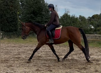 Belgian Warmblood, Mare, 4 years, 15,2 hh, Bay-Dark