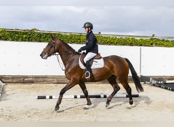 Belgian Warmblood, Mare, 4 years, 15,2 hh, Brown