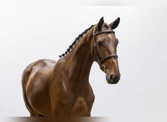 Belgian Warmblood, Mare, 4 years, 15,2 hh, Brown
