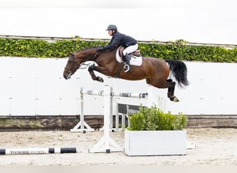 Belgian Warmblood, Mare, 4 years, 15,2 hh, Brown