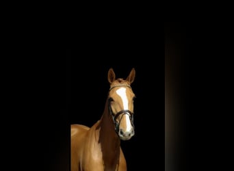Belgian Warmblood, Mare, 4 years, 15,2 hh, Chestnut
