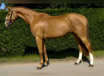 Belgian Warmblood, Mare, 4 years, 15,2 hh, Chestnut