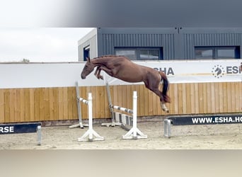 Belgian Warmblood, Mare, 4 years, 15,2 hh, Chestnut-Red