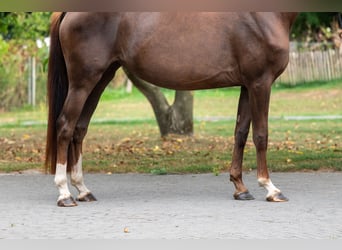 Belgian Warmblood, Mare, 4 years, 15,2 hh, Chestnut-Red