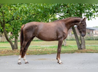 Belgian Warmblood, Mare, 4 years, 15,2 hh, Chestnut-Red