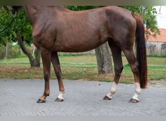 Belgian Warmblood, Mare, 4 years, 15,2 hh, Chestnut-Red