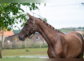 Belgian Warmblood, Mare, 4 years, 15,2 hh, Chestnut-Red