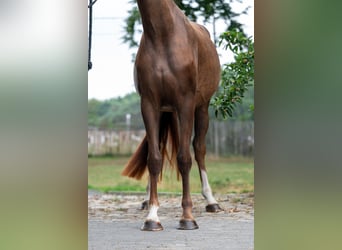 Belgian Warmblood, Mare, 4 years, 15,2 hh, Chestnut-Red