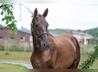 Belgian Warmblood, Mare, 4 years, 15,2 hh, Chestnut-Red