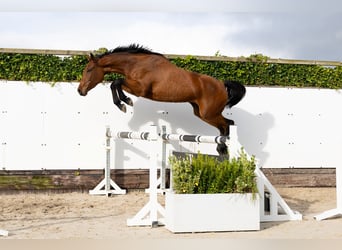 Belgian Warmblood, Mare, 4 years, 15,3 hh, Brown