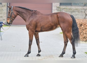 Belgian Warmblood, Mare, 4 years, 16.1 hh, Bay
