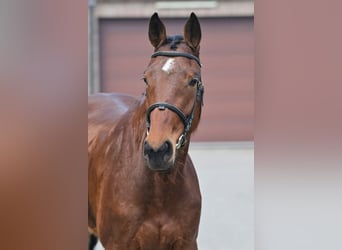 Belgian Warmblood, Mare, 4 years, 16.1 hh, Bay
