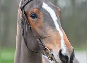 Belgian Warmblood, Mare, 4 years, 16,1 hh, Brown-Light