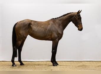 Belgian Warmblood, Mare, 4 years, 16,1 hh, Brown