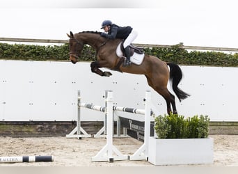 Belgian Warmblood, Mare, 4 years, 16,1 hh, Brown