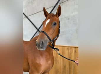 Belgian Warmblood, Mare, 4 years, 16.1 hh, Chestnut-Red