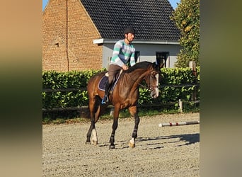 Belgian Warmblood, Mare, 4 years, 16.2 hh, Brown