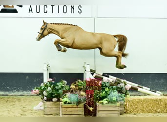 Belgian Warmblood, Mare, 4 years, 16.2 hh, Chestnut-Red