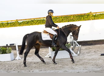 Belgisches Warmblut, Stute, 4 Jahre, 16 hh, Dunkelbrauner