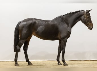 Belgisches Warmblut, Stute, 4 Jahre, 16 hh, Dunkelbrauner