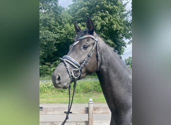 Belgian Warmblood, Mare, 4 years, 16 hh, Black