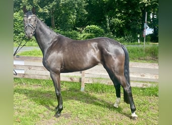 Belgian Warmblood, Mare, 4 years, 16 hh, Black