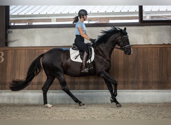 Belgian Warmblood, Mare, 4 years, 16 hh, Black