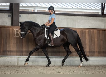 Belgian Warmblood, Mare, 4 years, 16 hh, Black